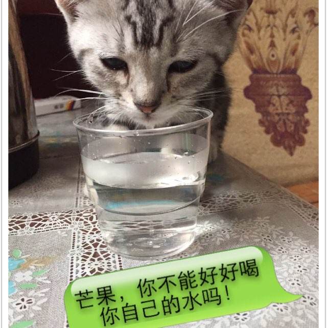 公司需要学历证书成人大专